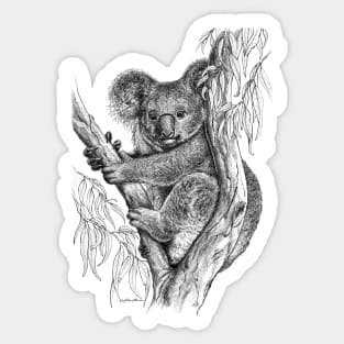 Koala drawing - by Nadya Neklioudova Sticker